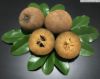 Picture of ZAPOTA (ചിക്കു)