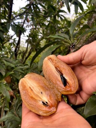 Picture of ZAPOTA (ചിക്കു)